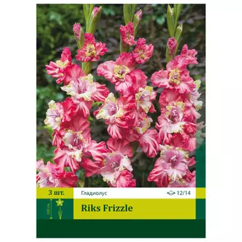 луковицы Гладиолус Рикс Фриззл ПЕТРОФЛОРА 12/14 3шт