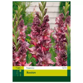 луковицы Гладиолус ростов 7шт 12/14