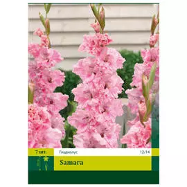 луковицы Гладиолус Самара 2шт 12/14