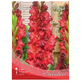 луковицы Гладиолус саратов 2шт 12/14