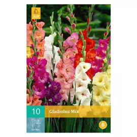 луковицы Гладиолус смесь 10шт 12/14
