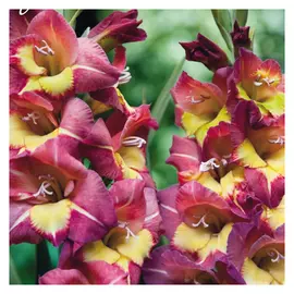 луковицы Гладиолус Смоленск 2шт 12/14