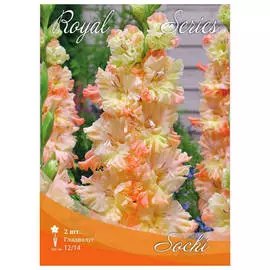 луковицы Гладиолус сочи 2шт 12/14