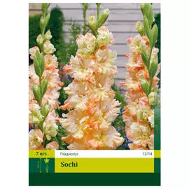 луковицы Гладиолус сочи 7шт 12/14