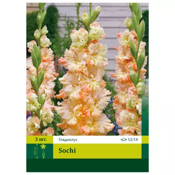 луковицы Гладиолус Сочи ПЕТРОФЛОРА 12/14 3шт