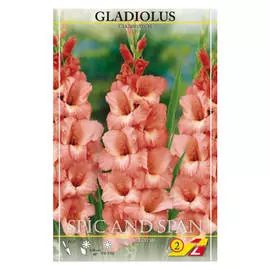 луковицы Гладиолус Спик энд Спан 5шт 12+