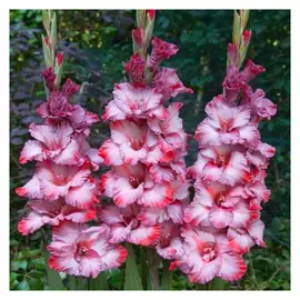 луковицы Гладиолус Тэдс Трамп 3шт 12/14