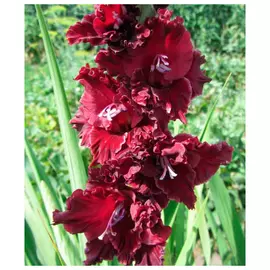 луковицы Гладиолус Тамбов 2шт 12/14