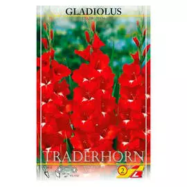 луковицы Гладиолус Традерхорн 5шт 12+