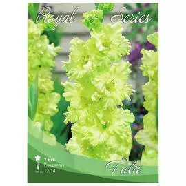 луковицы Гладиолус тула 2шт 12/14