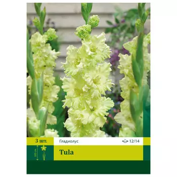луковицы Гладиолус Тула ПЕТРОФЛОРА 12/14 3шт