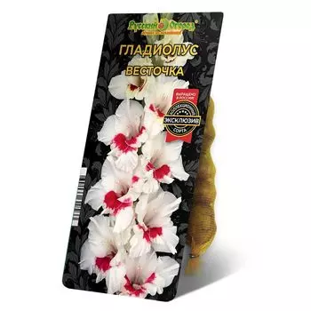 луковицы Гладиолус Весточка 8/12 5шт