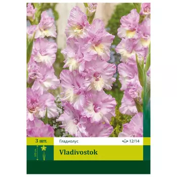 луковицы Гладиолус Владивосток ПЕТРОФЛОРА 12/14 3шт