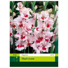 луковицы Гладиолус зетс лав 3шт 12/14