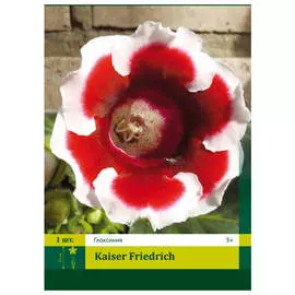 луковицы Глоксиния Кайзер Фридрих 1шт 5/+