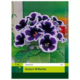 луковицы Глоксиния Кайзер Вилхельм 1шт 5/+