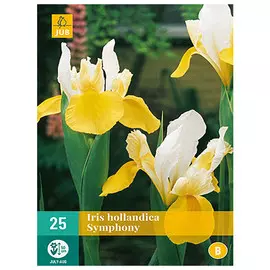 луковицы Ирис голландский Симфония 25шт 7/8