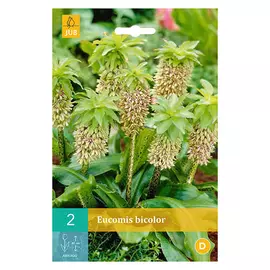 луковицы Эукомис Биколор 2шт 16/18