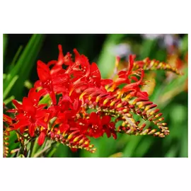 луковицы Крокосмия Люцифер 3шт 10/12