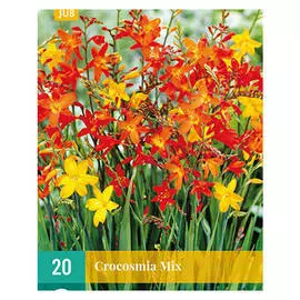луковицы Крокосмия Смесь 20шт 8/+