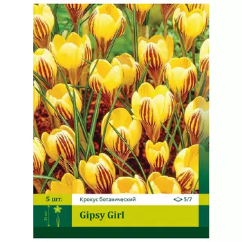 луковицы Крокус Джипси Гёрл 5/7 (7)