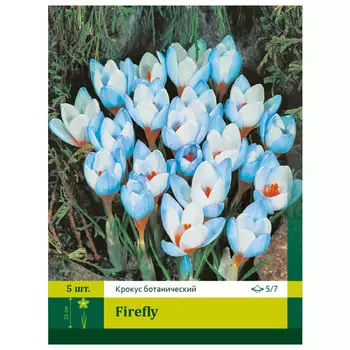 луковицы Крокус Фаерфлай 5/7 (7)