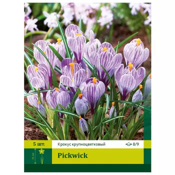 луковицы Крокус Пиквик 8/9 (5) крупноцв.