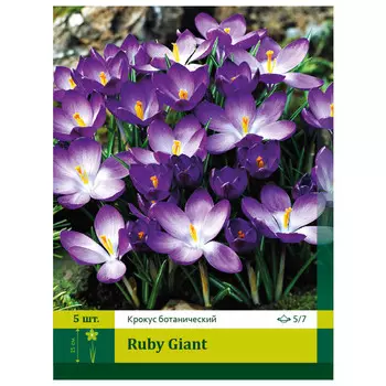 луковицы Крокус Раби Жиант 5/7 (7)