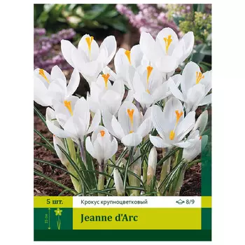 луковицы Крокус Жанна Д"арк 8/9