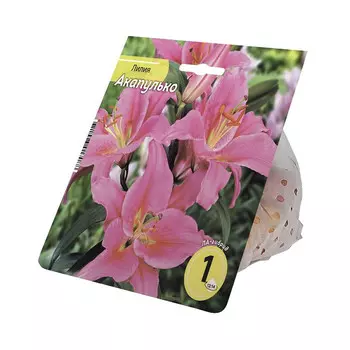 луковицы Лилия Акапулько 12/14 1шт