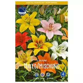 луковицы Лилия Азиатская смесь 5шт 14/16
