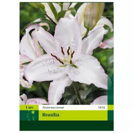 луковицы Лилия Бразилия 1шт 14/16