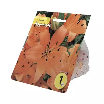 луковицы Лилия Брунелло 10/12 1шт