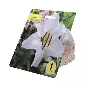 луковицы Лилия Чил Аут 12/14 1шт