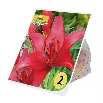 луковицы Лилия Детройт 10/12 2шт