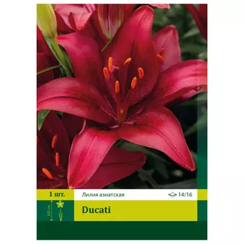 луковицы Лилия Дукати азиатская ПЕТРОФЛОРА 14/16 1шт