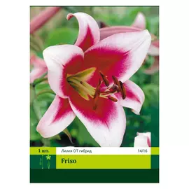 луковицы Лилия Фризо 1шт 14/16