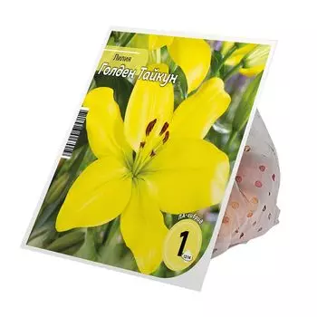 луковицы Лилия Голден Тайкун 12/14 1шт