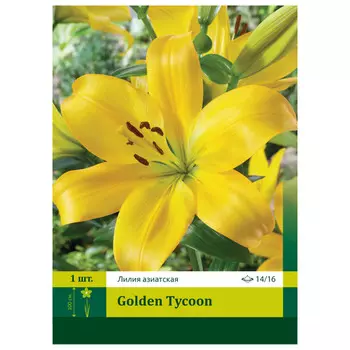 луковицы Лилия Голден Тайкун азиатская ПЕТРОФЛОРА 14/16 1шт