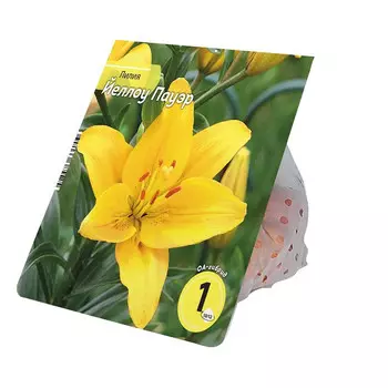 луковицы Лилия Йеллоу Пауэр 10/12 1шт