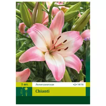 луковицы Лилия Кьянти ПЕТРОФЛОРА 14/16 1шт