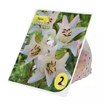 луковицы Лилия Леннокс 10/12 2шт