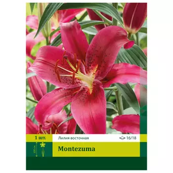 луковицы Лилия Лилия Монтезума восточная ПЕТРОФЛОРА 16/18 1шт