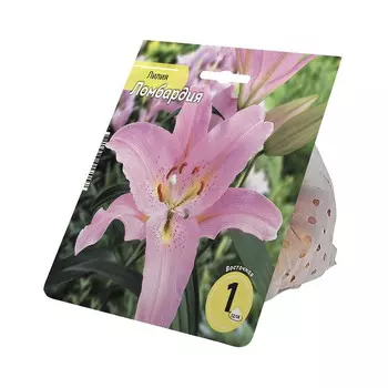 луковицы Лилия Ломбардия 12/14 1шт