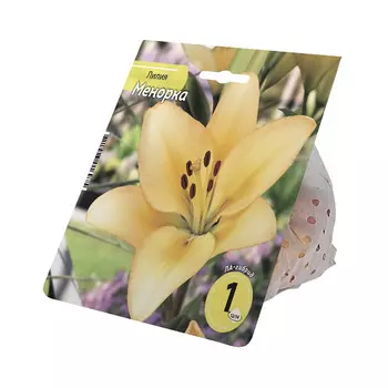 луковицы Лилия Менорка 12/14 1шт