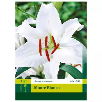 луковицы Лилия Монте Бианко восточная ПЕТРОФЛОРА 16/18 1шт