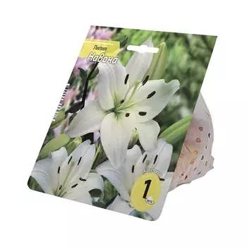 луковицы Лилия Навона 10/12 1шт