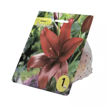 луковицы Лилия Ред Алерт 12/14 1шт