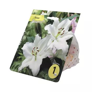 луковицы Лилия Риалто 12/14 1шт