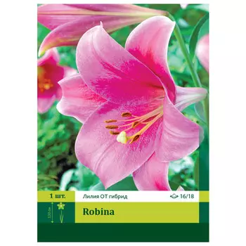 луковицы Лилия Робина ОТ гибрид ПЕТРОФЛОРА 16/18 1шт